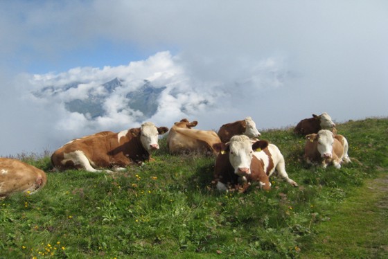 Impressionen Gasthof Waldruhe und Umgebung